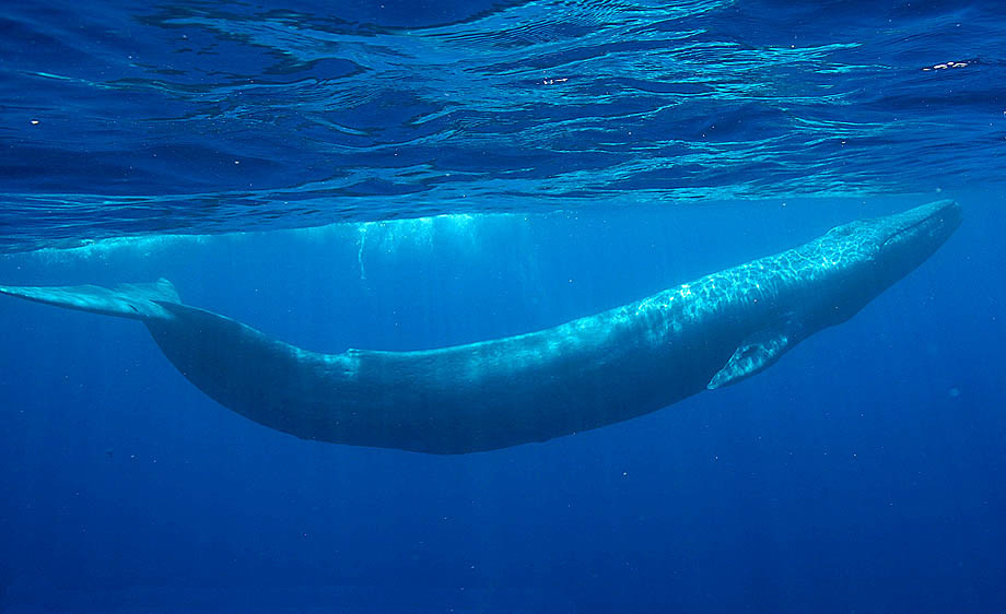 Blue Whale Cabo