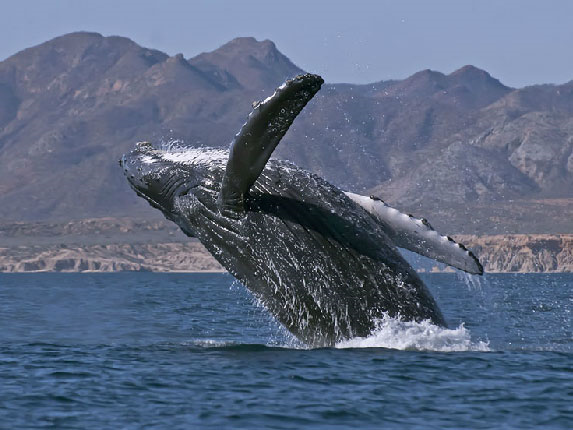 Whale watching in Cabo