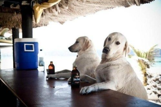 Cabo Beer Dawgs at the Wicked Pizza