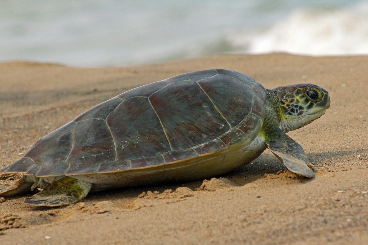 Cabo News | Monitoring of marine turtles in BCS