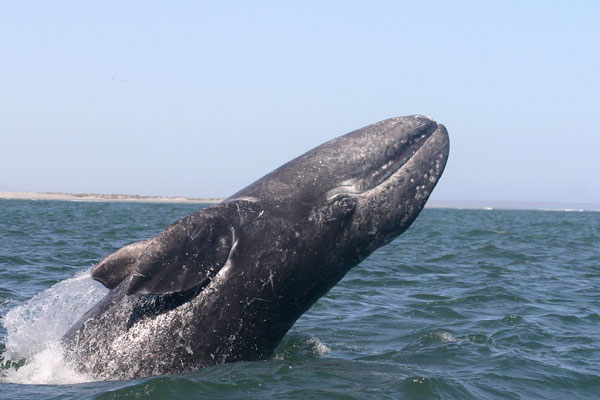 Gray Whale Cabo