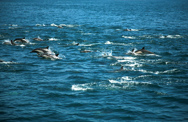 Dolphins in Cabo